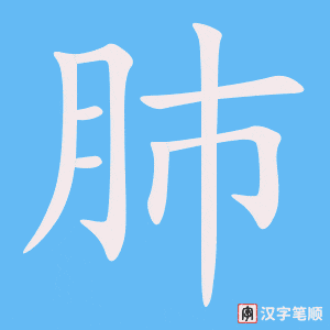 《肺》的笔顺动画写字动画演示