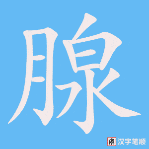 《腺》的笔顺动画写字动画演示