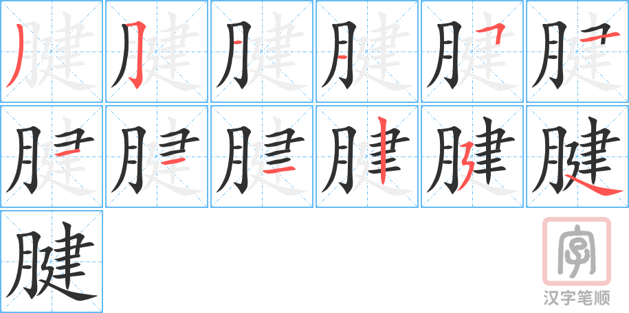 《腱》的笔顺分步演示（一笔一画写字）